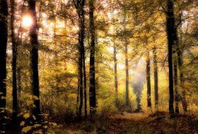 Phoca Thumb M Herbstwald Sonne Glow 0511 2016